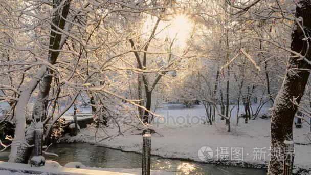 在阳光照耀下的树木融化的雪