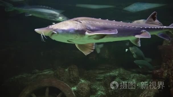 淡水水族馆素材视频巨大美丽鲟视频