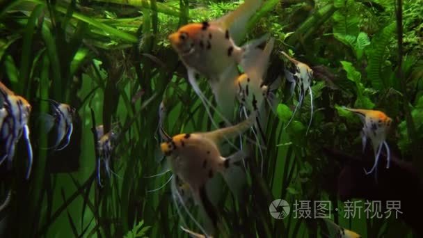 Pterophyllum 海洋水族馆股票录像视频