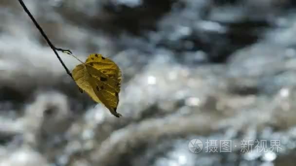 秋季落叶林中的纯淡水流