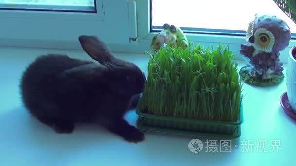小兔子吃草视频