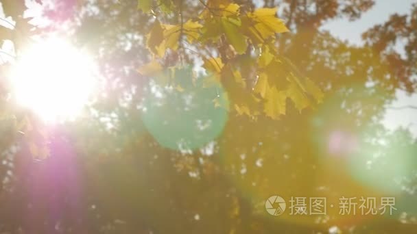 阳光透过秋枫树叶闪耀视频