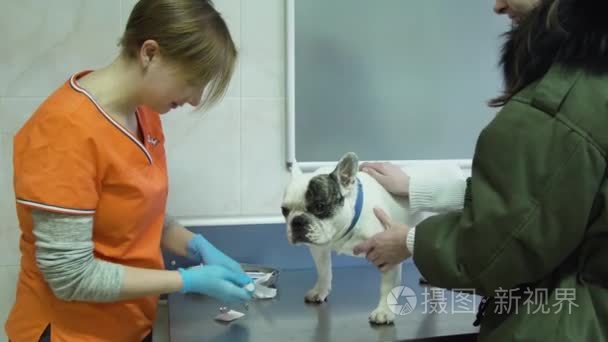 兽医眼科检查犬眼视频