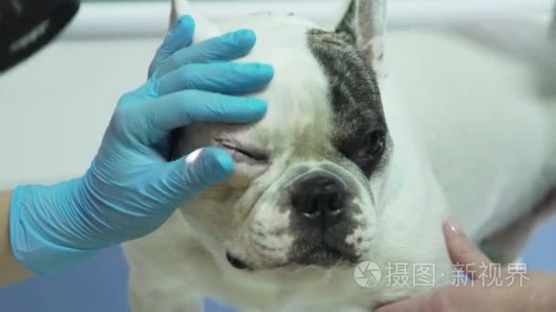 兽医眼科检查犬眼视频