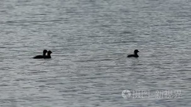 斯洛伐克三小鸭在湖面上游泳