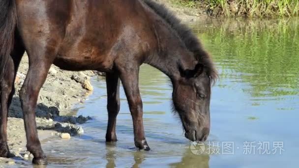 斯洛伐克夏黑马饮湖水视频