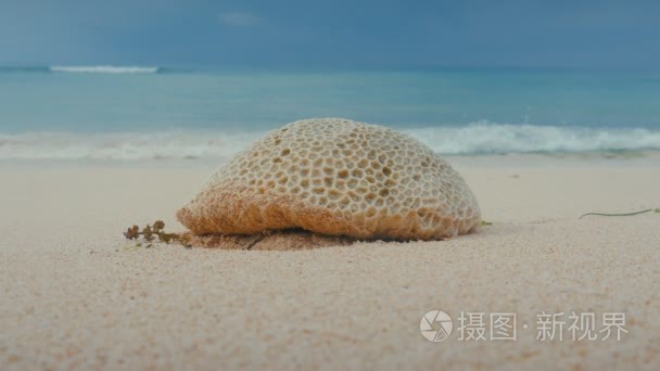 粒状沙滩上的死石珊瑚片, 海浪冲刷海岸