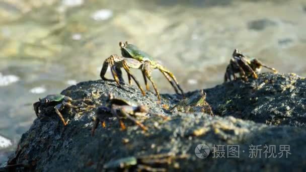 螃蟹在海边岩石上视频