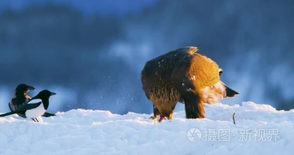 金黄老鹰冬天在山上死的动物吃视频