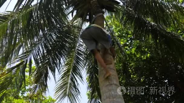 棕榈树上攀爬椰子的收藏家视频