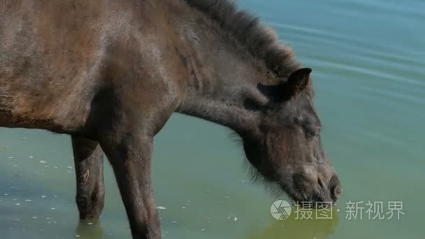 黑马在阳光明媚的日子喝湖水视频