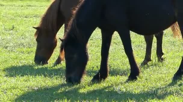 棕色的马在漂亮的草坪上吃青草视频