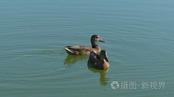 一双褐鸭在斯洛伐克湖水域游泳视频