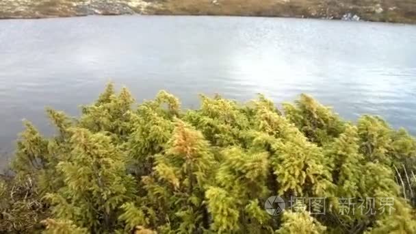 小山湖畔郁郁葱葱的杜松视频