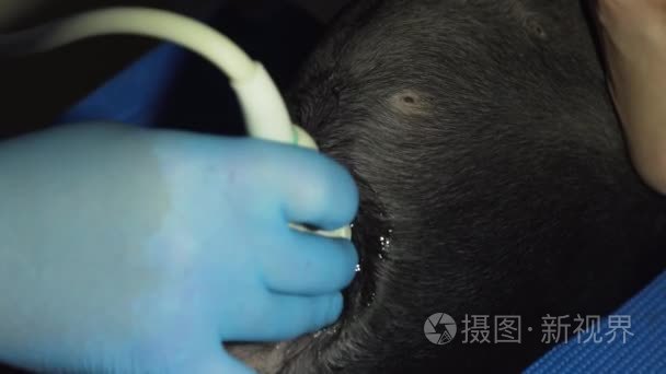 超声诊断在兽医临床中的应用视频