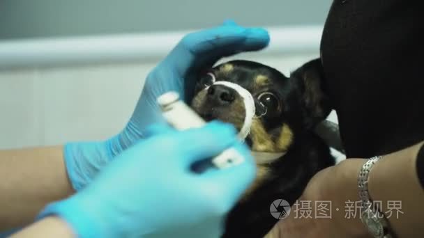 兽医眼科检查犬眼视频