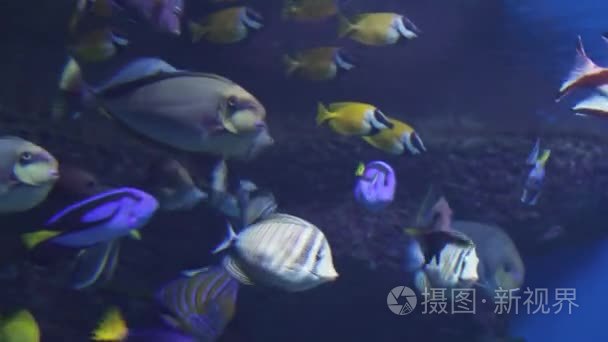 美丽的海洋水族馆与热带鱼类和珊瑚股票视频录像