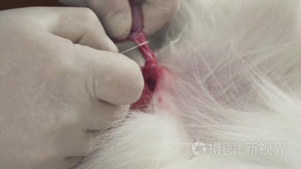 犬去势的手术特写录像短视频