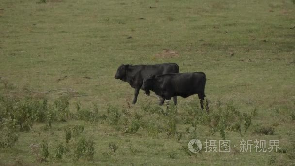 在俄克拉何马州的农场奶牛和牛视频