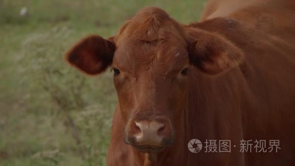 奶牛和牛在农场关闭拍摄视频