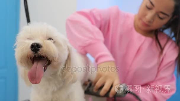 宠物店清洁犬的动物健康与卫生视频