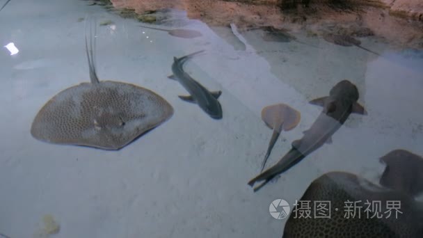 鱼与另一条海洋鱼类漂浮在深海视频