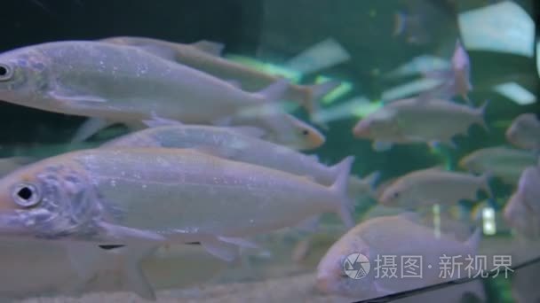 大型水族馆中的银色鱼群游动视频