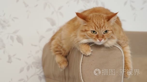 可爱的姜猫躺在沙发扶手上。毛茸茸的宠物在镜头中主演。温馨家居背景