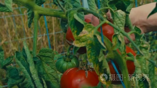 有机可持续农场的红西红柿视频
