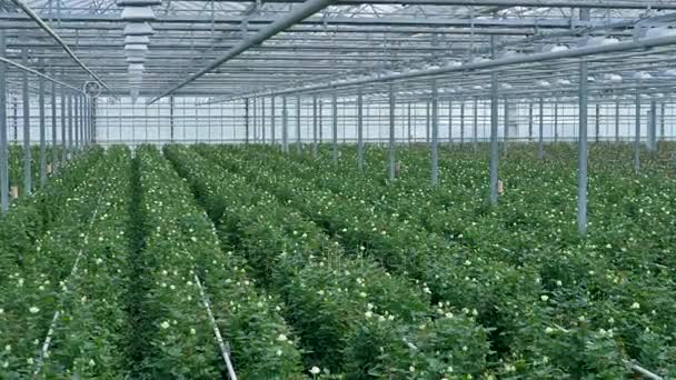白色和粉色的玫瑰在温室里彼此一起生长 4 Kmov格式视频下载 正版视频编号01c0y6 摄图新视界视频库 白色和粉色的玫瑰在温室里彼此一起生长 4 Kmov格式视频下载 正版视频编号01c0y6 摄图新视界视频库