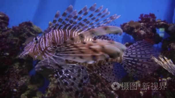 海洋水族馆的红狮子视频素材