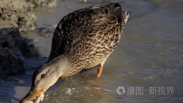 斯洛伐克日落湖水中的斑点褐鸭视频