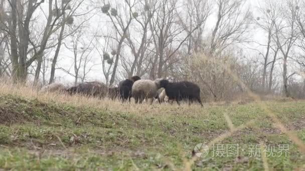 羊群在农民田间休息视频