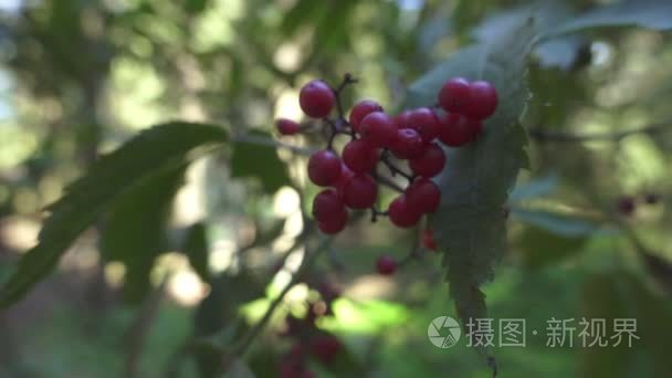 夏森林野生自然枝荚树红熟浆果视频