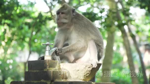 巴厘岛森林里的猴子视频