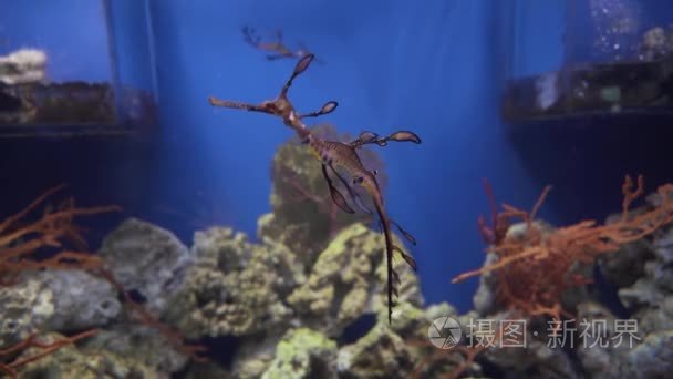 绿叶 seadragon 或 Glauerts seadragon 素材视频