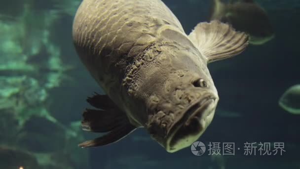 巨骨舌鱼牡蛎在淡水水族馆素材视频