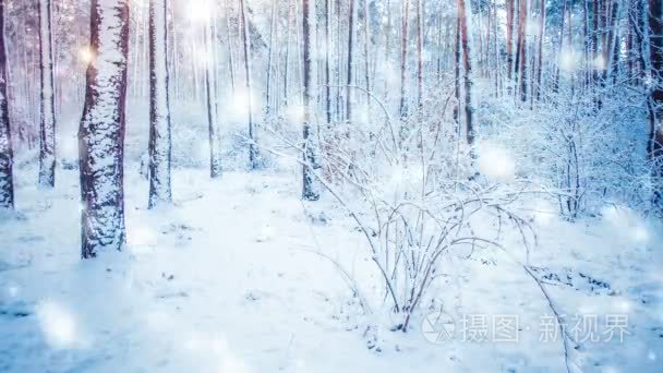 树杉云杉在神奇森林冬天以下落的雪, 降雪