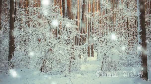 树杉云杉在神奇森林冬天以下落的雪  降雪