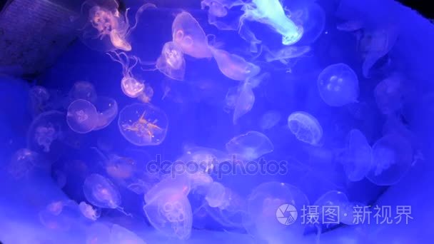 大型水族馆里的水母视频