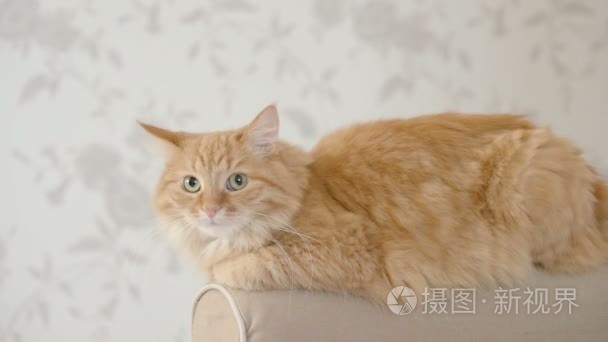 可爱的姜猫躺在沙发扶手上。毛茸茸的宠物要睡觉了。温馨的家庭背景。扁平型材