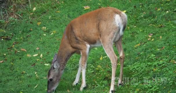 雌鹿在草地上进食视频