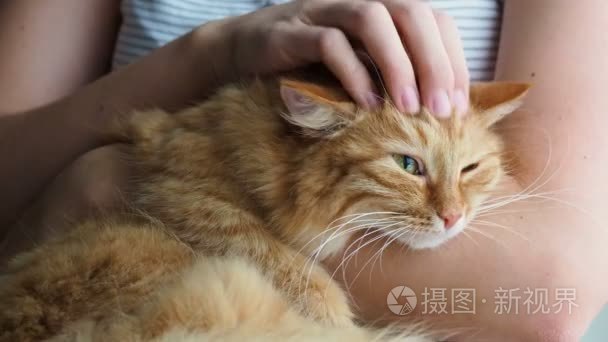 女人抚摸着可爱的姜猫躺在她的怀里。非常蓬松的宠物咕噜关闭眼睛的快感。温馨的家