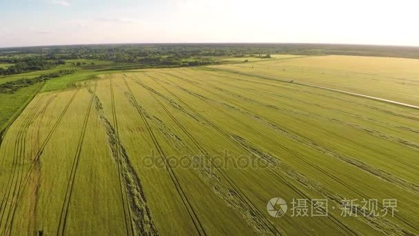 空中视野, 领域, 俄国, 夏天, 黑麦, 收获, 庄稼, 2017