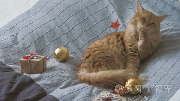 可爱的姜猫在床上舔着新年礼物在工艺纸。温馨家庭圣诞假期背景