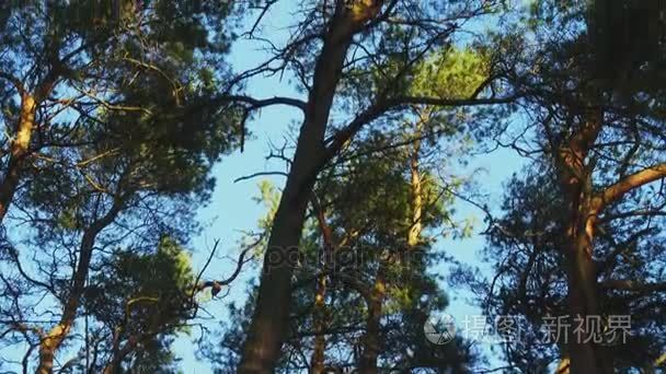 秋天美丽的松树林视频