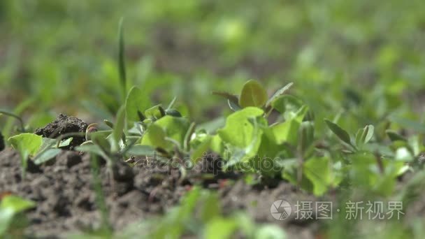 在有风的天气视频草莓灌木床视频