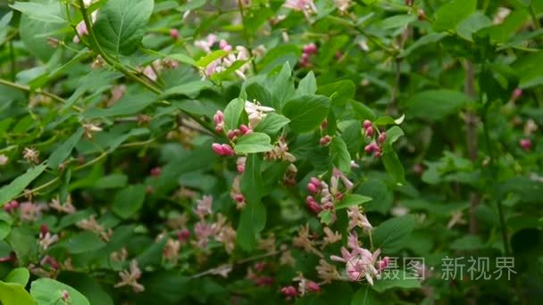 忍冬花在春天的季节里的树枝上视频