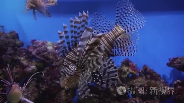 海洋水族馆的红狮子视频素材视频