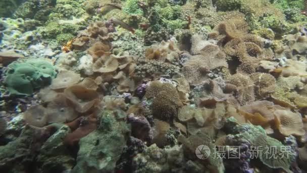 Amplexidiscus fenestrafer Elefhant 耳海葵在海洋水族馆股票录像视频